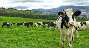 Observatorio Lácteo Nacional informa de un moderado pero constante aumento de vacas lecheras en el país