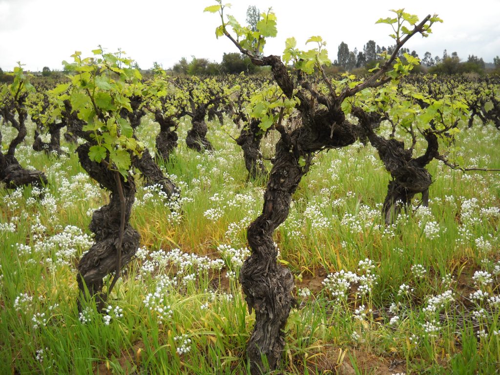 VIGNO celebra una década rescatando la cepa Carignan