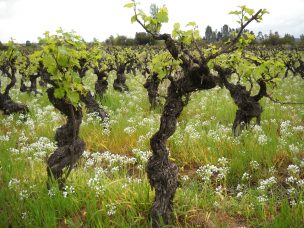 VIGNO celebra una década rescatando la cepa Carignan