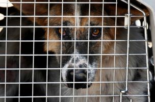 Proyecto permite traslado de animales de compañía en el transporte de pasajeros