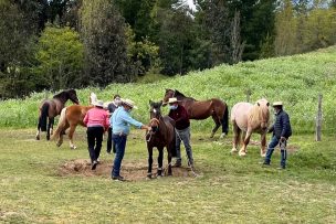 Potros de tiro pesado llegan a la región del Bío Bío para mejorar la raza equina