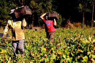 Llaman a postular a más de 5 mil vacantes de trabajo en el sector agrícola