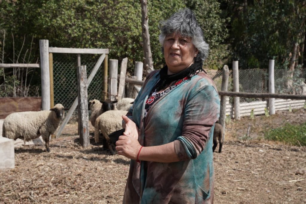 Sequía en Valparaíso: comienza entrega de bono de emergencia a más de 3 mil pequeños ganaderos y apicultores