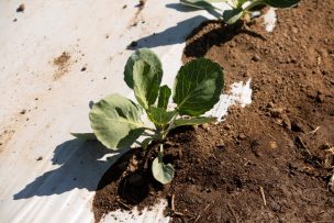 24 de octubre: Día internacional contra el Cambio Climático:  Agricultores tratan de producir más con menos