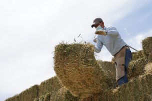 Indap apoya con forraje y alimentación a agricultores de Colina afectados por sequía