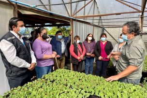 Agricultores de Los Ángeles reciben 48.000 plantas de hortalizas y frutales para aumentar su producción