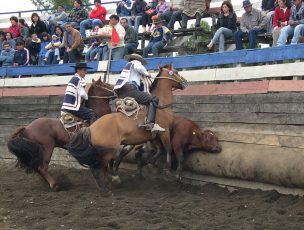 Campeonato Nacional de Rodeo parte el jueves con 137 colleras y aforo de 2.700 espectadores