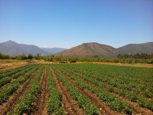 Delegada de medio ambiente de J.A. Kast: “A la agricultura queremos potenciarla y protegerla”