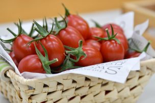 Japón inicia la venta de tomate biotecnológico que permite prevenir y tratar la hipertensión