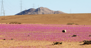 World Travel Awards: Chile fue galardonado como el mejor destino romántico por el Desierto de Atacama