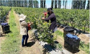 Agricultores expectantes ante escasez de mano de obra para las cosechas