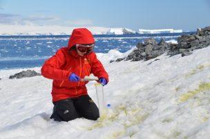 Realizan análisis sin precedentes de algas de nieve antárticas