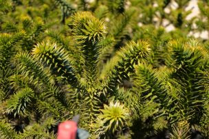 INFOR busca proteger a la Araucaria afectada por el cambio climático