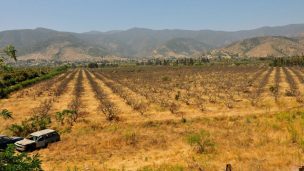 La agricultura está en alto grado de afectación por falta de agua riego en Atacama