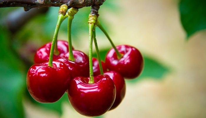 Exportadores de fruta acusan menor rentabilidad en cosechas por deterioro de calidad
