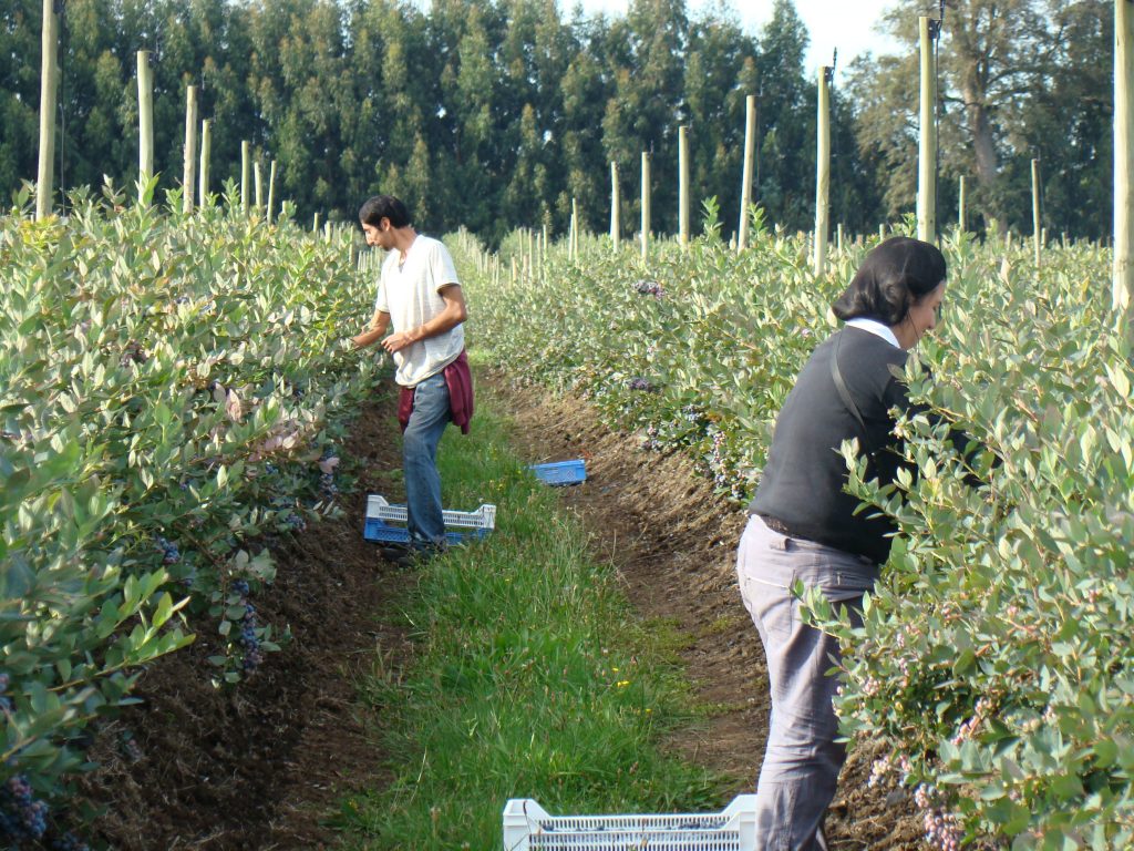 Arroz, avellano, berries y remolachas: Alimentos que desafían una nueva forma de cultivar