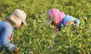 Se proyectan 10.000 puestos de trabajo para la temporada de cosecha en Biobío