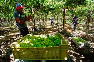 Ministra Undurraga: “Necesitamos otras estrategias para poder suplir la mano de obra en el sector agrícola”