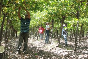 Fruticultura aplica protocolos para enfrentar otra temporada en pandemia