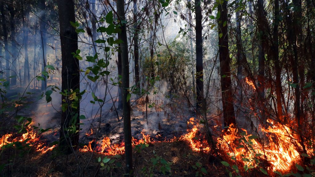 Corma advierte riesgo para combatir incendios en zona sur ante ocupación y bloqueo de rutas