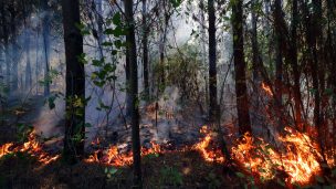 Corma advierte riesgo para combatir incendios en zona sur ante ocupación y bloqueo de rutas