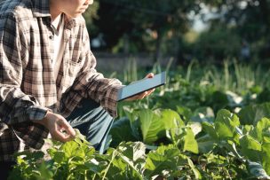 Impulsan el uso de inteligencia artificial en la industria hortofrutícola