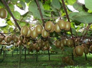 Exportaciones de kiwi en su recta final con mayores envíos que lo estimado