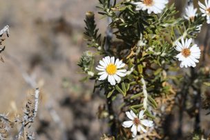 CONAF mantiene en Putre producción de koa, planta sagrada aymara