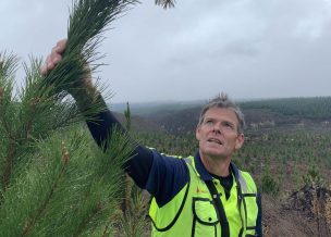 “Demanda de madera plantea desafío de plantar árboles para evitar deforestación