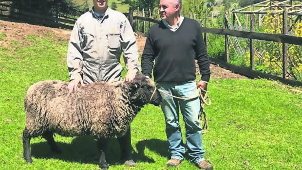 OvejaK: el nuevo Sello de Origen de la región de Los Lagos