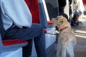 Diputados buscan permitir el traslado de mascotas en el transporte público