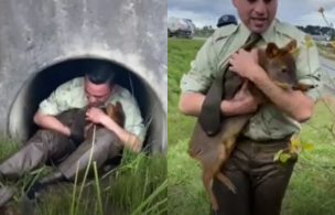 Carabineros de Puerto Montt rescataron a pudú atrapado en alcantarillado