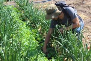 FAO busca mitigar los efectos en la agricultura de los desastres asociados al cambio climático