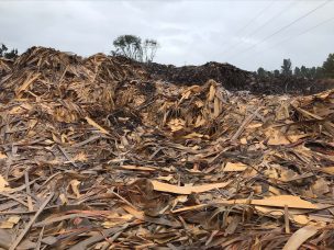 Araucanía: cuna de aislantes sustentables agroforestales para viviendas de alto desempeño térmico