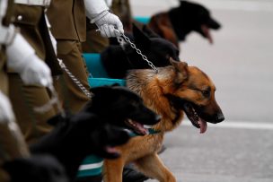 Proyecto busca prohibir uso de animales por parte de Carabineros y PDI para el orden público