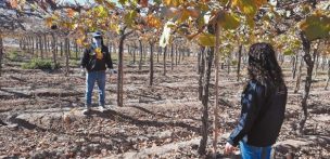 Atacama registra drástica baja de 11,4% en superficie plantada