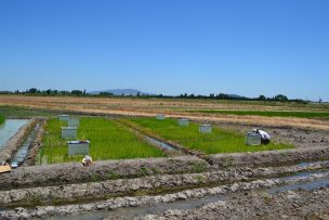 Presentan proyecto enfocado a disminuir emisiones de gases de efecto invernadero en cultivo del arroz