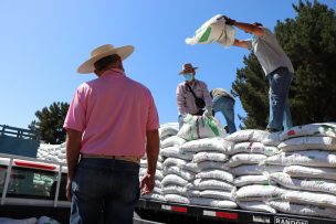 INDAP inició la entrega de alimentación animal en Ninhue y Cobquecura