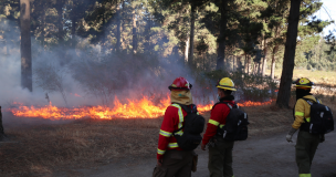 Alerta Roja para la comuna de Chanco por incendio forestal: Amenaza a Reserva Nacional Los Ruiles