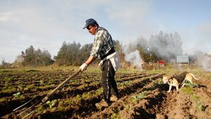 Llegada de extranjeros para cosechas agrícolas de temporada en Biobío podría no ser suficiente