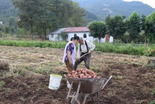 Tomates, palta y maiz, los cultivos que se verían más afectados por falta de agua