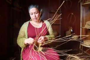 “Tejiendo el Bosque”: artesana chilota Raquel Aguilar expone en Santiago su cestería en quilineja