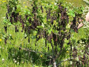 Más de mil especies registradas: INIA presenta catálogo online sobre el uso  tradicional y moderno de plantas nativas chilenas