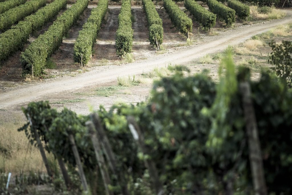 En el marco de la COP26, 22 viñas del mundo hacen llamado a la industria para promover la carbono neutralidad al 2050