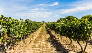 Incendios, heladas y humo: cómo el cambio climático amenaza a la industria mundial del vino