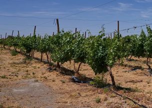 Corfo Antofagasta impulsa programa para el desarrollo de la agricultura en el desierto