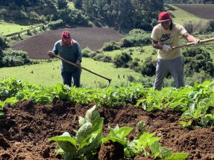 Fedefruta realizará Encuentro Macrozonal de productores en Ñuble