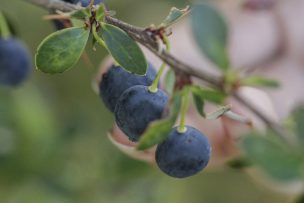 Innovación agrícola en Aysén: Producción biointensiva de semillas y manejo agrícola del calafate