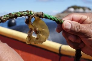 Primer proyecto de cultivo de cochayuyo en Chile abre camino a la diversificación de la acuicultura nacional