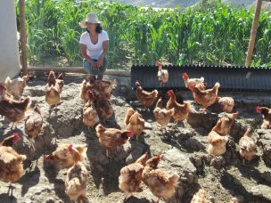 Tarapacá: Familia de Chapiquilta cría 1.200 gallinas de libre pastoreo y con alimentos ancestrales